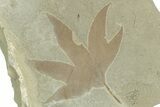Fossil Sycamore (Macginitiea) Leaf - Utah #323298-1